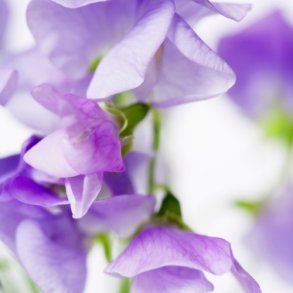 rteblomst 'Cuthbertson Frank' - XL