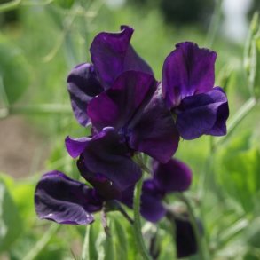�rteblomst 'Royal Navy Blue'  