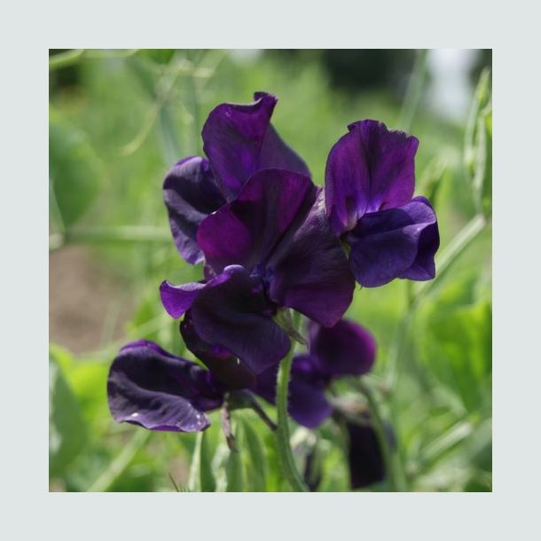�rteblomst 'Royal Navy Blue'  