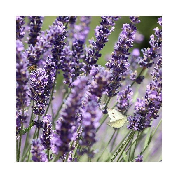 Lavendel - kologisk