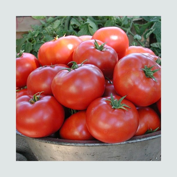 Tomat 'Legend'   - kologisk