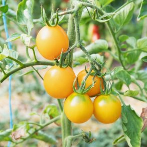 Tomat 'Lemon'- �kologisk