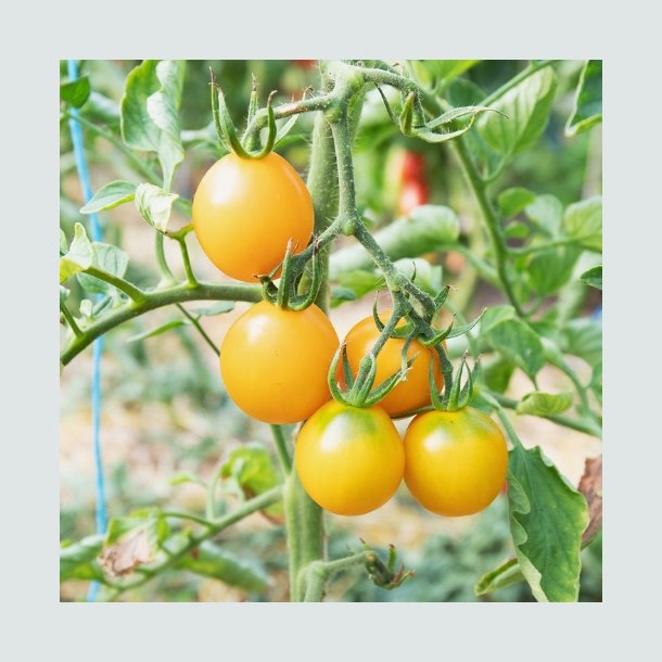 Tomat 'Lemon'- �kologisk