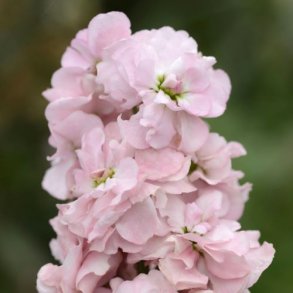 Levkj 'Column Appleblossom'