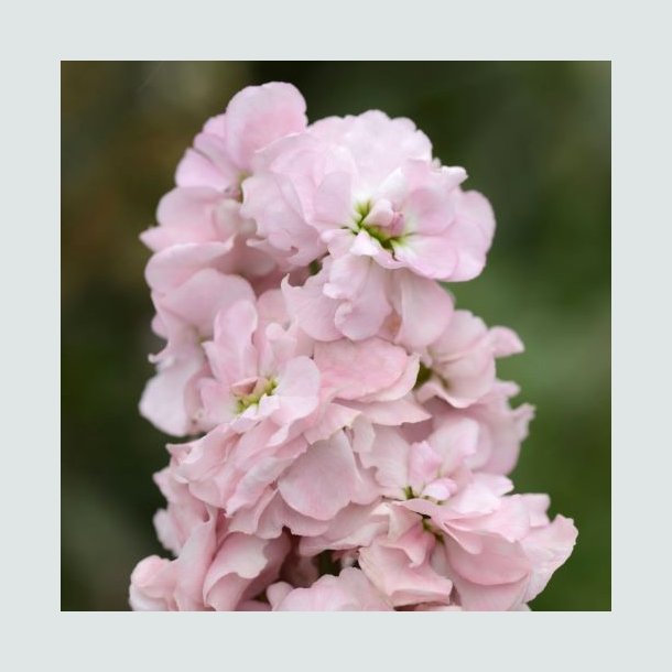 Levk�j 'Column Appleblossom'
