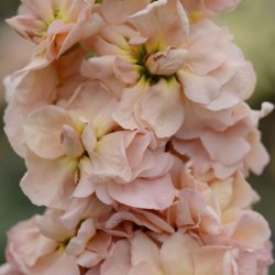 Levkj 'Column Apricot'