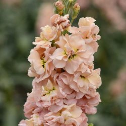 Levkj 'Column Apricot'
