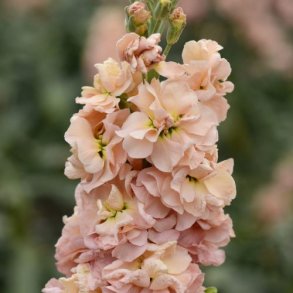 Levkj 'Column Apricot'