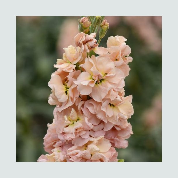 Levkj 'Column Apricot'