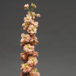Levkj 'Column Apricot'