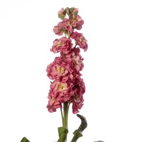 Levkj 'Coselja Antique Rose'