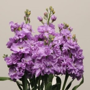 Levkj 'Katz Lavender Blue' 