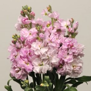 Levkj 'Katz Cherry Blossom' 