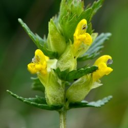 Liden skjaller - Hjemmeh�rende