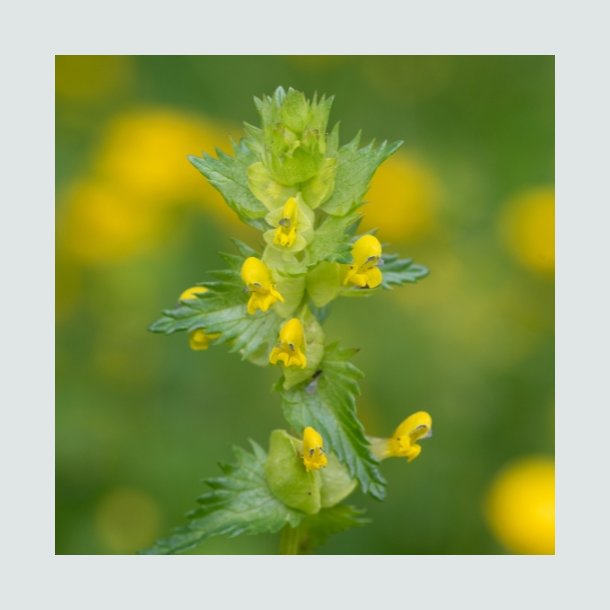 Liden skjaller - Hjemmeh�rende