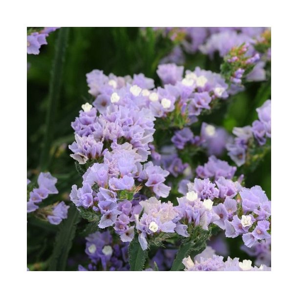 Statice 'Qis Lavender'