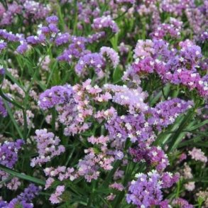 Statice 'Qis Soft Pastel Shades Mix' 