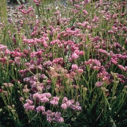 Statice 'Qis Rose'