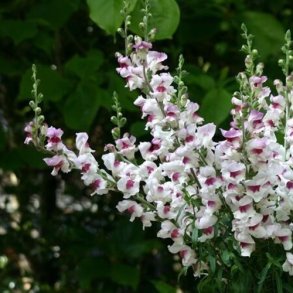 Lvemund 'Lucky Lips'