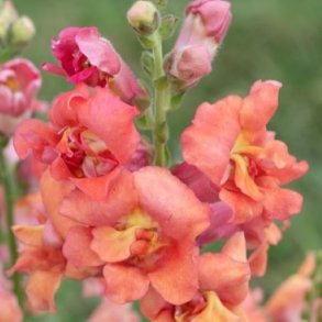 Lvemund 'Madame Butterfly Bronze' F1