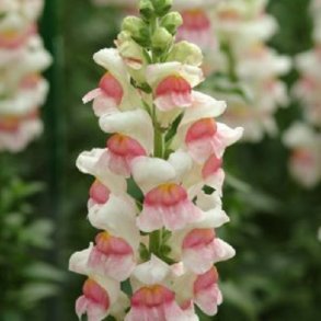 Lvemund 'Potomac Appleblossom' F1