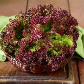 Pluksalat 'Lollo Rossa' - kologisk