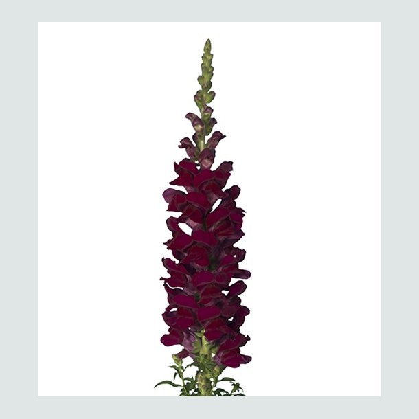 Lvemund 'Cannes Velvet Red ' F1