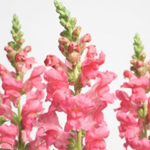 L�vemund 'Speedy Sonnet Rose'