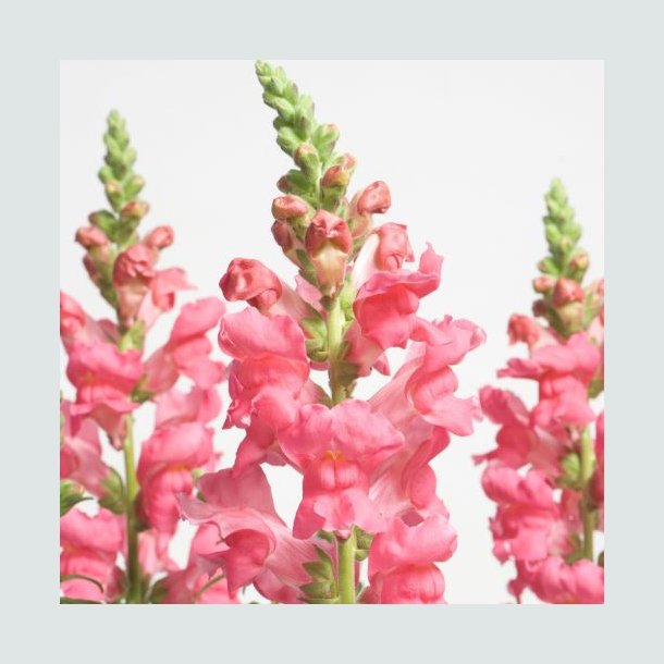 L�vemund 'Speedy Sonnet Rose'