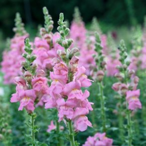 Lvemund 'Opus 3 Pink'