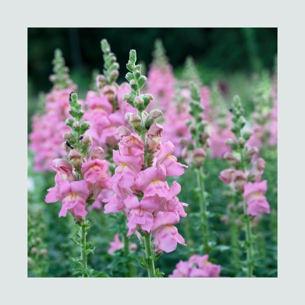 L�vemund 'Opus 3 Pink'