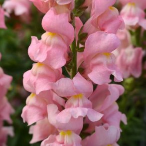 Lvemund 'Rocket Pink'