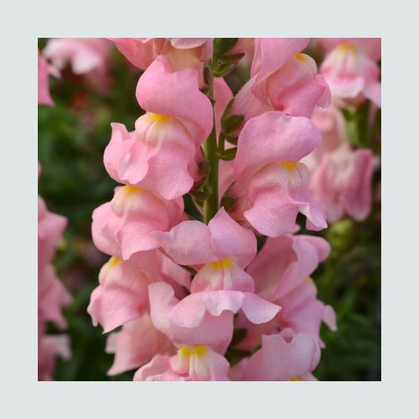 L�vemund 'Rocket Pink'