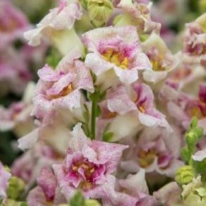 Lvemund 'Sweet Duet Lavender Speckle'