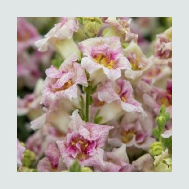 L�vemund 'Sweet Duet Lavender Speckle'