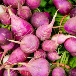 Majroe 'Blanc Globe a Collet Violet' - �kologisk