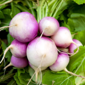 Majroe 'Blanc Globe a Collet Violet' - �kologisk