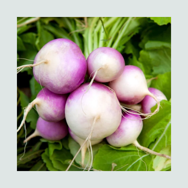 Majroe 'Blanc Globe a Collet Violet' - �kologisk