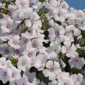 Mamelukrme 'New Dwarf Pink Blush'