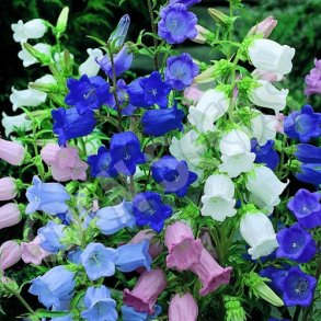 Marieklokke 'Cup & Saucer'