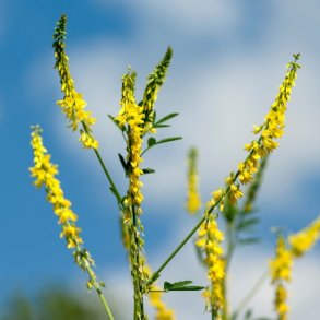 Markstenklver - kologisk