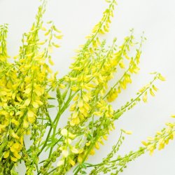 Markstenkl�ver - �kologisk