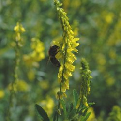 Markstenkl�ver - �kologisk