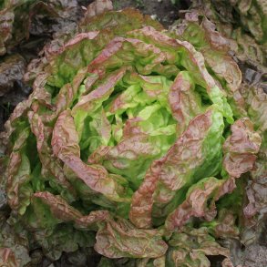 Hovedsalat 'Marvel of Four Seasons' - kologisk