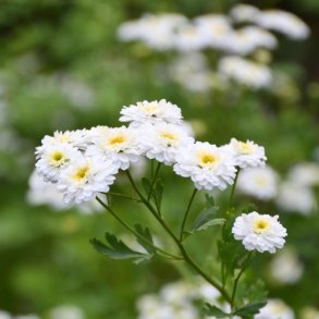 Matrem 'Tetra White' - XL