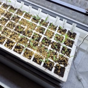 Minikap - Selvvanding