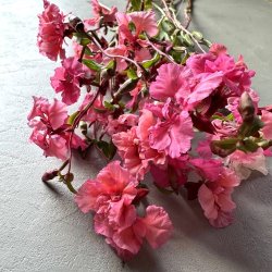 Mlleblomst- kologisk