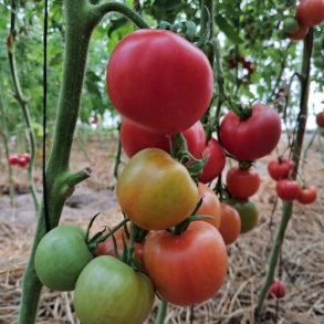 Tomat 'Moneymaker' - kologisk