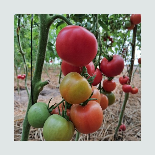 Tomat 'Moneymaker' - kologisk