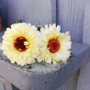 Morgenfrue 'Ivory Princess'